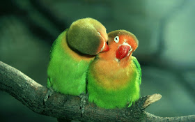 Lovely-couple-Parrots