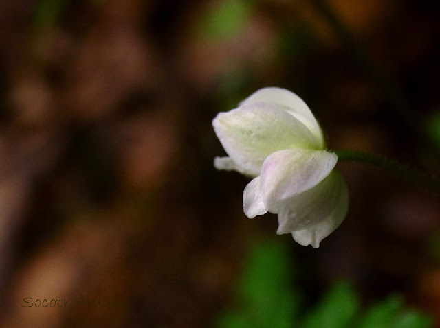 Anemone flaccida