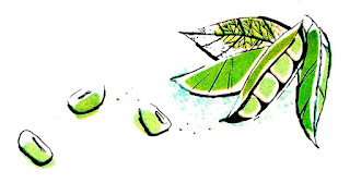 lima beans clip art digital