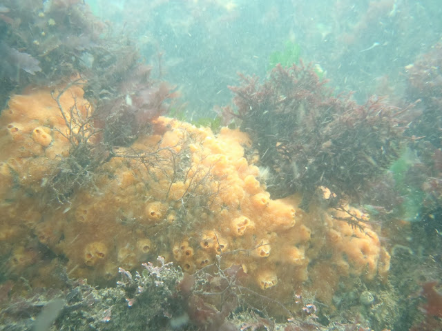 Buceo Uruguay 