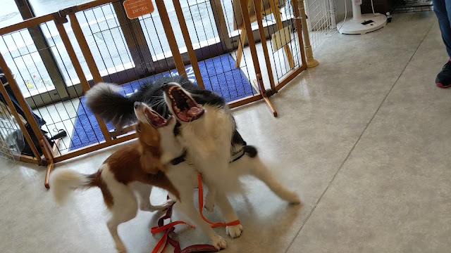 保護犬 ボーダーコリー トーマ