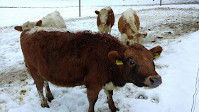 ruskea lehmä