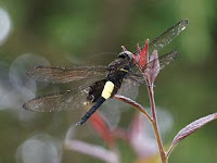 Pseudothemis zonata