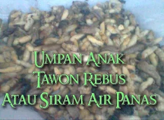 rebus anak tawon supaya awet untuk umpan mancing