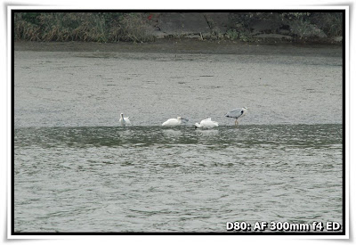 黑臉琵鷺 Black-face Spoonbill@南生圍 (Nam Sang Wai)