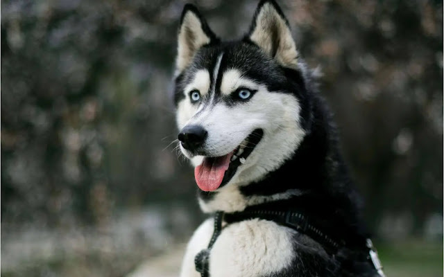 Siberian Husky