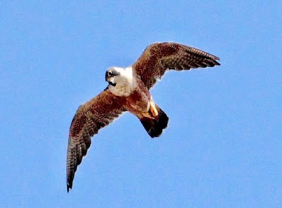 "Shaheen Falcon,Falco peregrinus peregrinator, in flight from below."