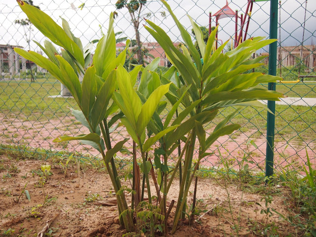 Puteri manja: Koleksi tumbuhan herba dan ulaman