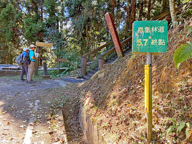 溪頭鳳凰林道5.7K