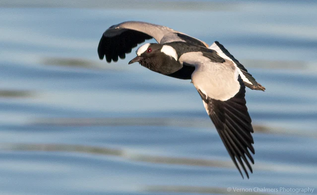 Blacksmith Lapwing in Flight Table Bay Nature Reserve Woodbridge Island Vernon Chalmers Photography