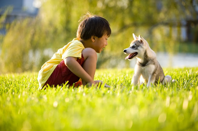 An Asian boy with his Alaskan Klee Kai puppy in a field in summer