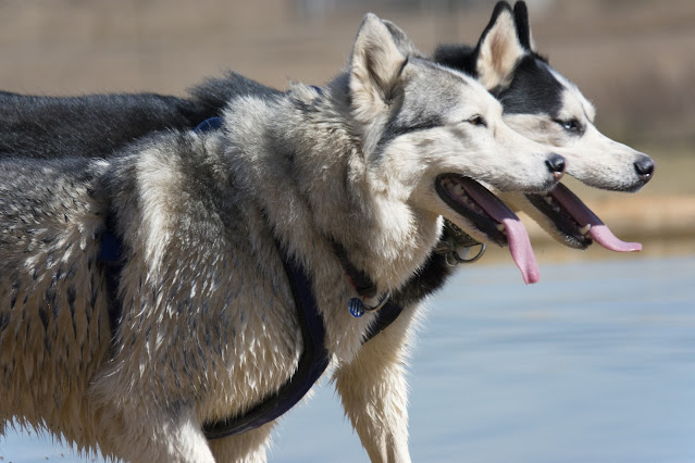 10-Most-Fittest-Dog-Breeds