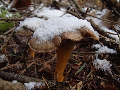 grzyby 2016, grzyby w grudniu, jakie grzyby można zbierać w zimie, grzyby pod śniegiem, zimowe grzybobranie, pieprznik trąbkowy Cantharellus tubeaformis, podgrzybek brunatny Boletus badius, lakówka ametystowa Laccaria amethistina