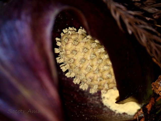 Symplocarpus renifolius