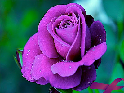 Purple Rose Normal Resolution HD Wallpaper 3