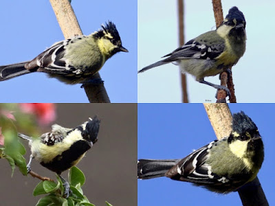 Indian Yellow Tit