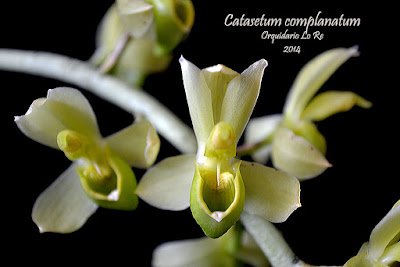 Catasetum complanatum care and culture