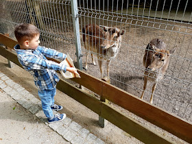 atrakcje dla dzieci w Zielonej Górze- Szlak Bachusików - skansen w Ochli - Ogród Botaniczny Mini Zoo Zielona Góra - podróże z dzieckiem