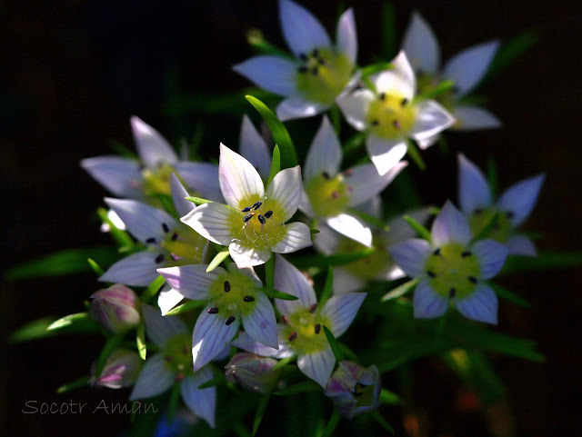 Swertia japonica