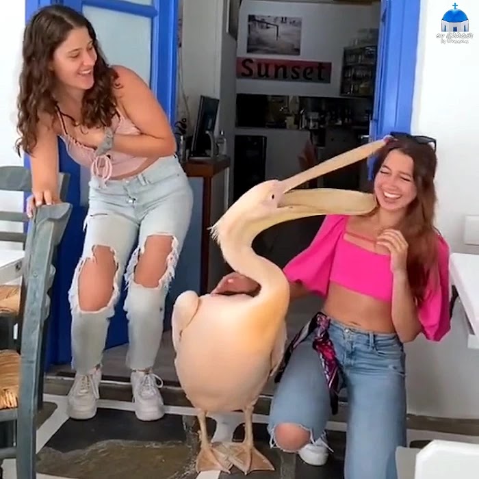 pelican kiss in Mykonos