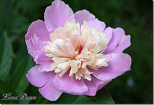 Sorbet_peony3_2009