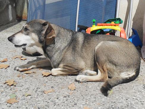  LO RESCATO UN AMIGO DE LA PUETA DE LA CASA Y CATALINA DE MAS O MENOS 10 