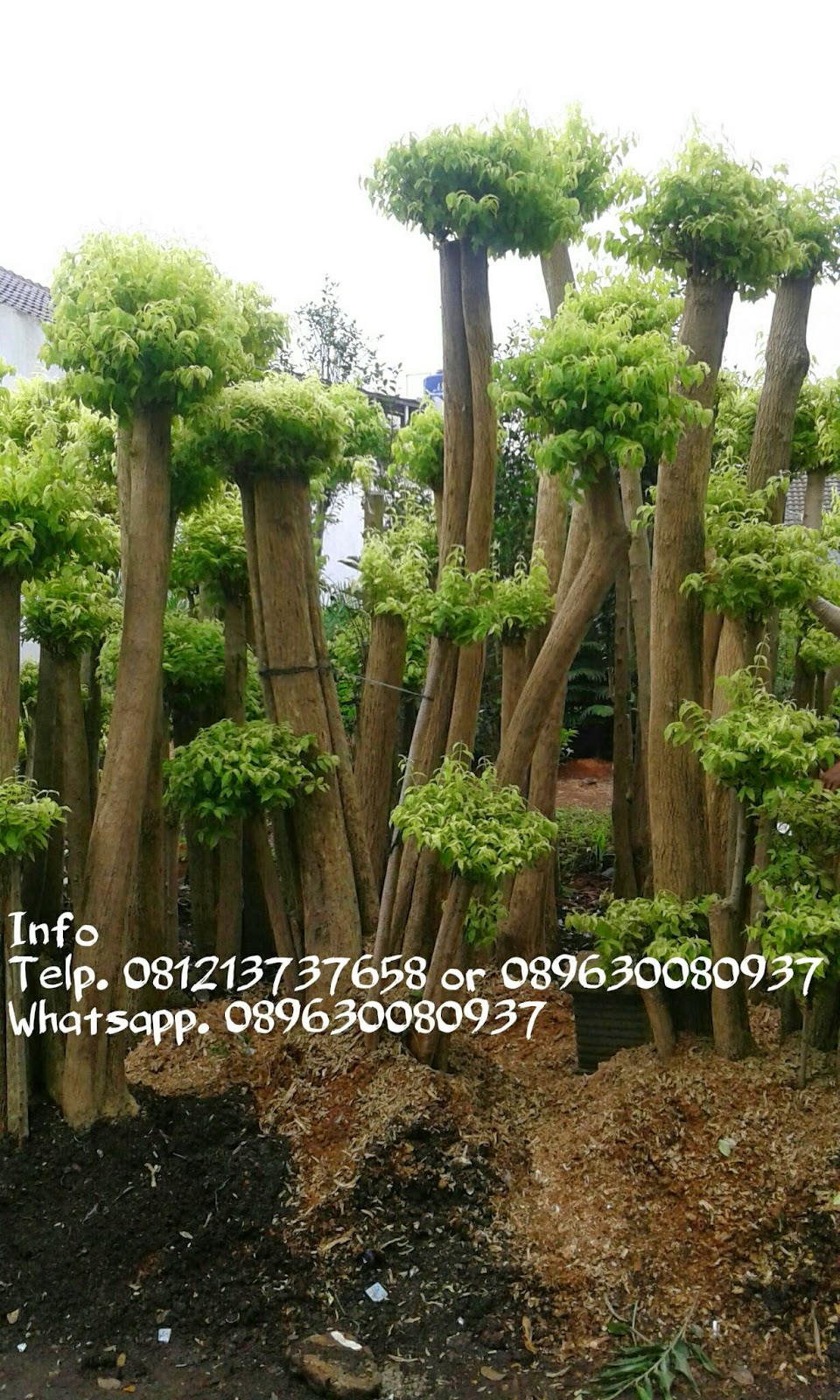 Jual Bonsai Anting Putri Taman  Minimalis  Tukang Taman  