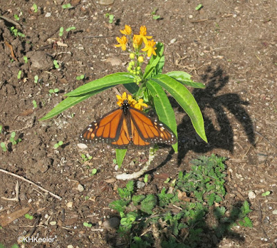 monarch butterfly, San Diego