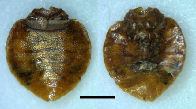 Remains of insects from bed bug genus found at oldest human habitation site in Oregon