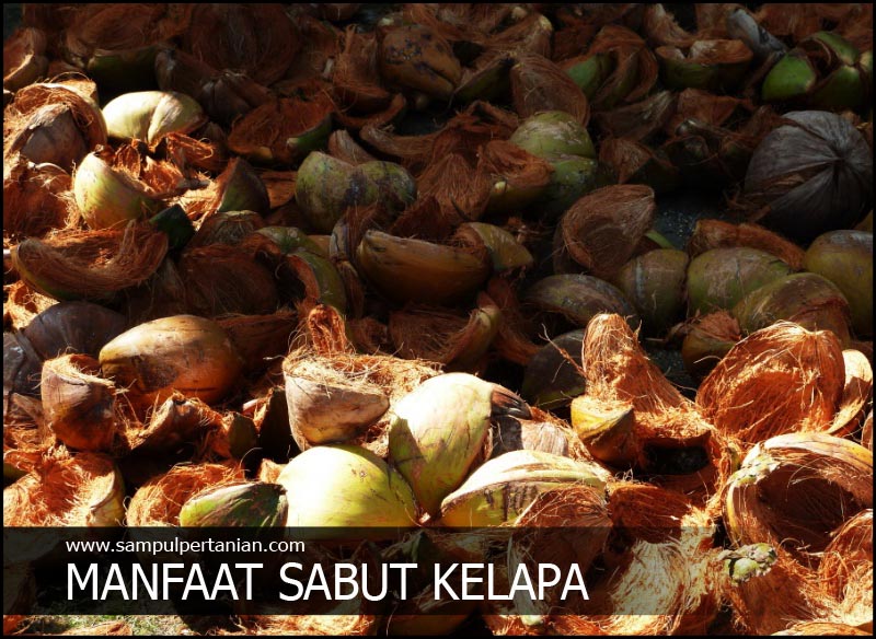 Membuat KCL buatan dari Sabut  kelapa  Cocopeat 