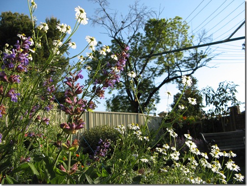 Flowering Herbs