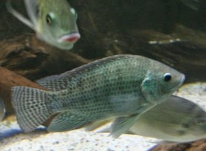 ikan-nila-jantan-betina.jpg