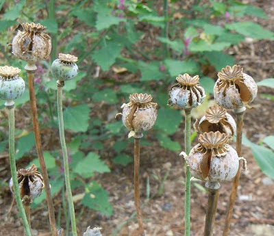 poppies destroyed by goldfinches