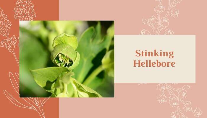 Stinking Hellebore