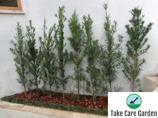 Buddha's Pine (Podocarpus macrophyllus) Care Guide