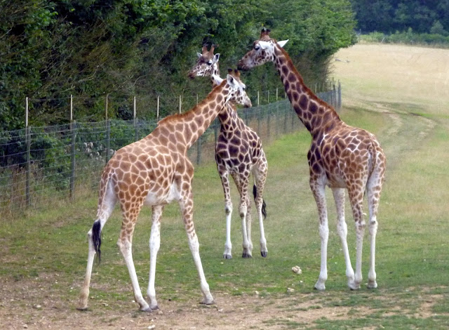 giraffe marwell zoo