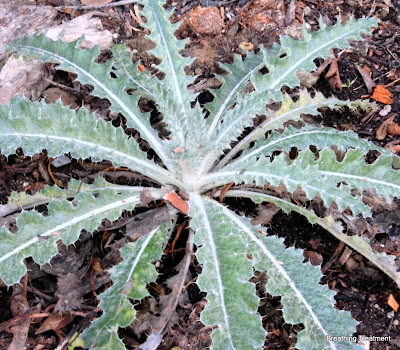 Cirsium occidentale "Cobweb Thistle"