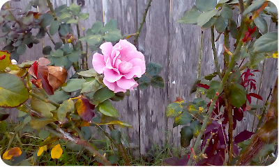 [Image Description] Photo of a single rink rose on a rose bush in front of a grey wood fence.