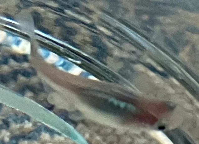 深海(しんかい)メダカ 稚魚 ９５日目
