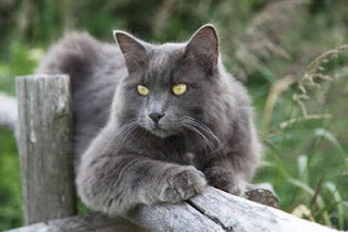 24- قطط النيبلينغ : Nebelung