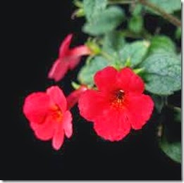 Achimenes Violet Red