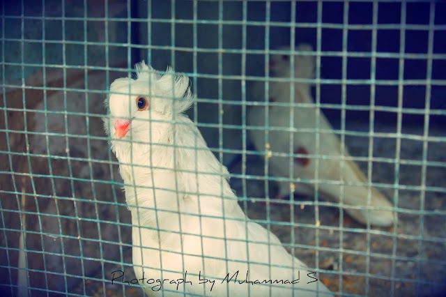 Pigeon Photos by Muhammad Syafaat