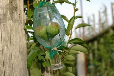 Pears in a Bottle Seen On www.coolpicturegallery.net