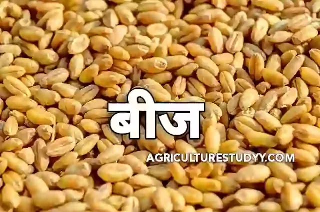 भारत में बीज उत्पादन का महत्व एवं बीज प्रौद्योगिकी का क्षेत्र, भारत में बीज उत्पादन, बीज का महत्व, बीज उत्पादन तकनीक, बीज उत्पादन महत्व, seed in hindi