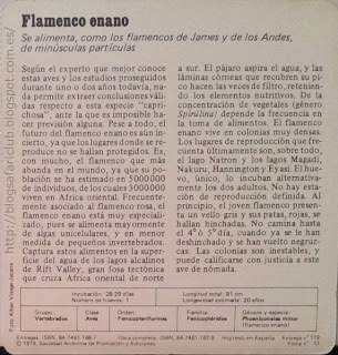 Blog Safari club, características del Flamenco enano