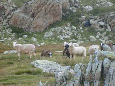 moutons Estom Soubiran