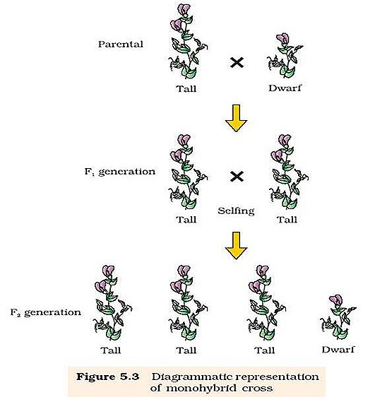 mono-hybrid-cross1