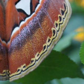 Attacus atlas - Bombyx atlas