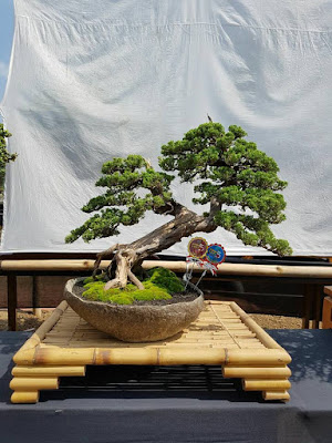 Bonsai Cemara Sargenti