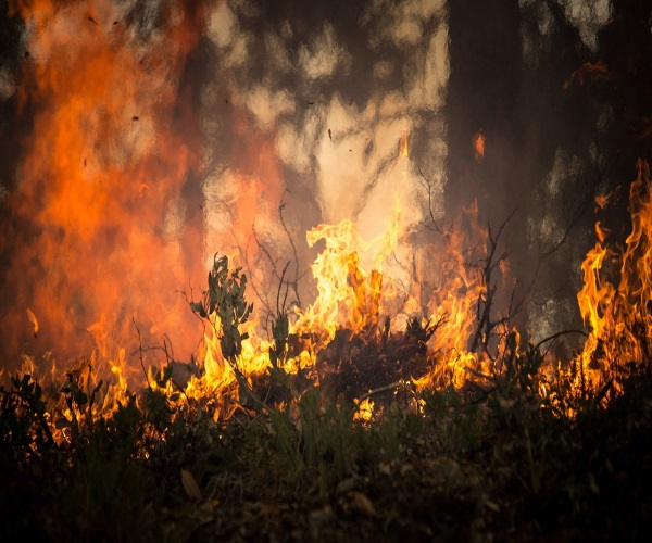 https://www.bioorbis.org/2019/10/diferenca-queimada-incendio-florestal.html